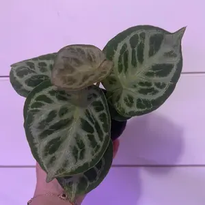 Anthurium Dorayaki - Decorative Plant with Green Leaves, Ideal for Indoor Decoration