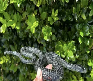 Carved Natural Black Obsidian Snake: Resin-Filled Crystal Cobra