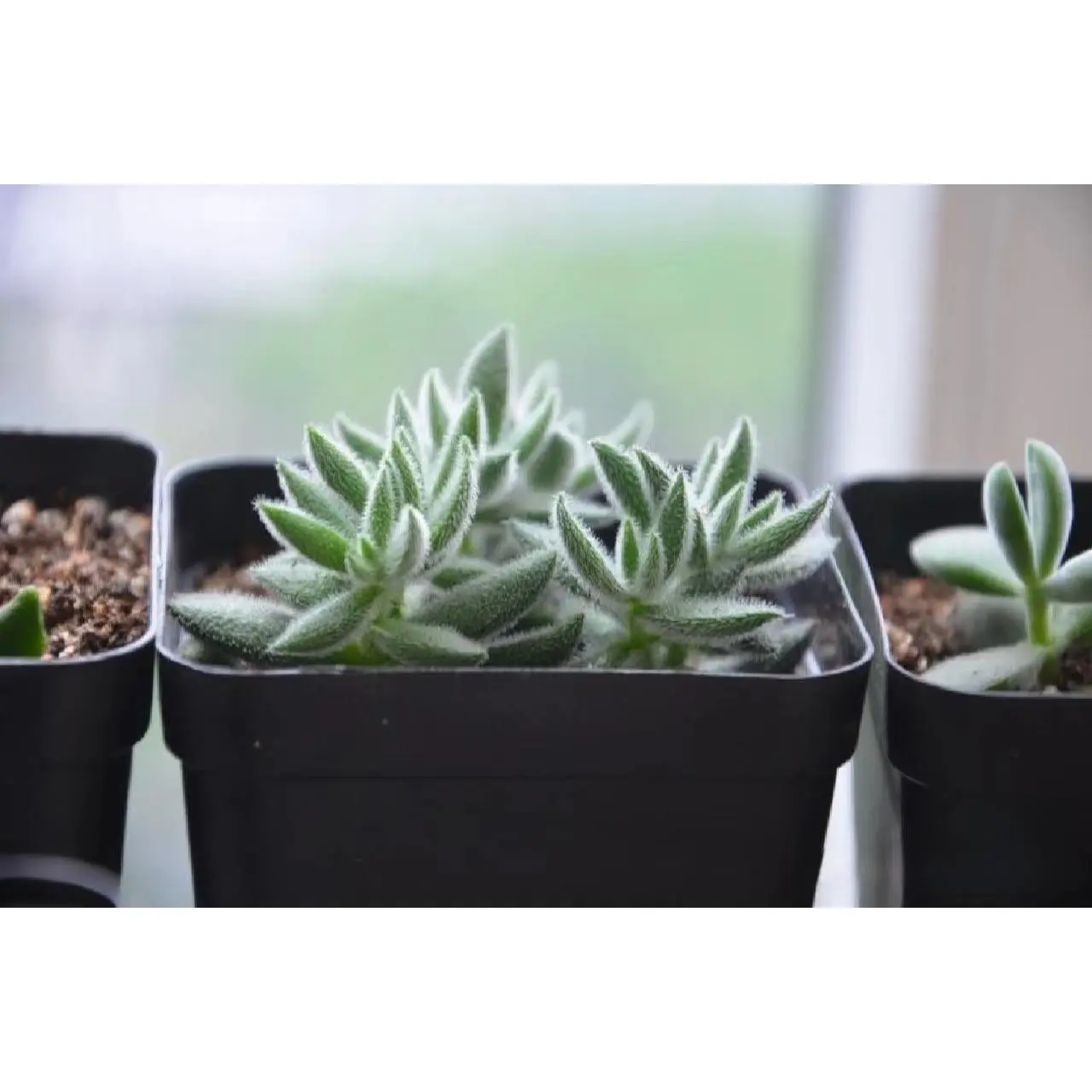 2"Live Succulent (Crassula mesembryanthemoides) 2"Live Succulent (Crassula mesembryanthemoides)
