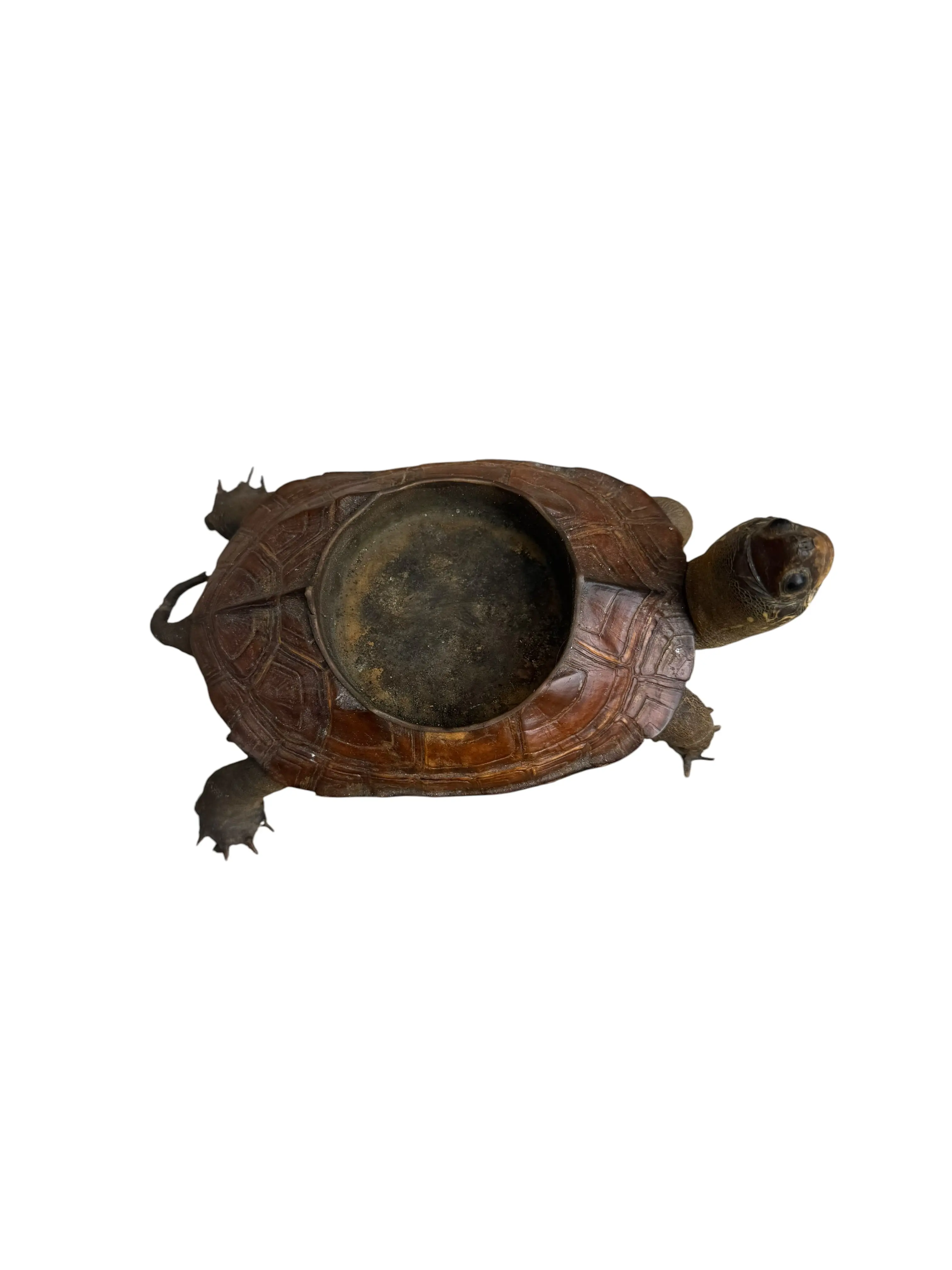 Antique Turkoise Taxidermy Ashtray