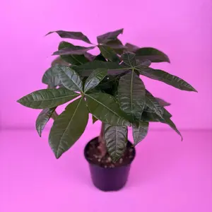 Braided Money Tree 6” | Pachira Aquatica | Easy Houseplant