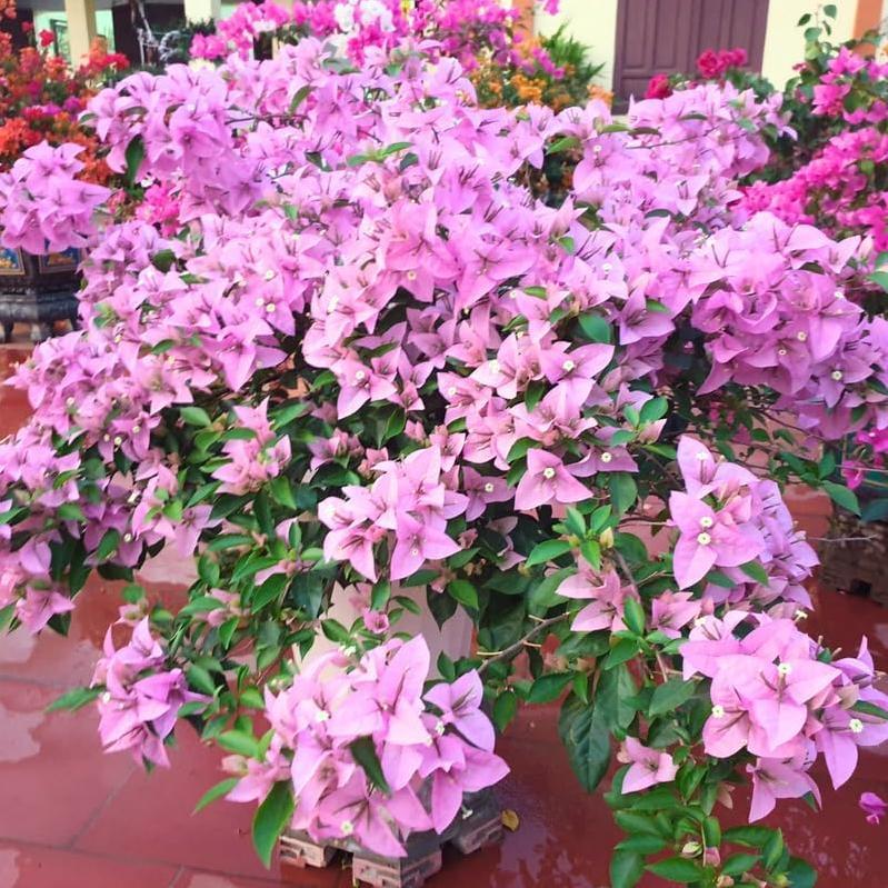 Mansoa alliacea Non-GMO Seeds – Sweet-Scented Garlic Vine Seeds, Easy to Grow, Colorful Purple-Pink-White Flowers, Perfect for Balcony, Patio & Garden Climbing Vine, Beginner-Friendly