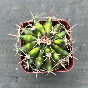 Variegated Ferocactus – Rare Collector Cactus in 2” Pot | Striped Barrel Cactus Starter