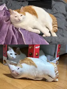 Pawsome Custom Cat Pillow Personalized