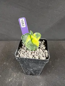 Astrophytum Myriostigma cv. Fukuryu Variegated Cacti - 1053