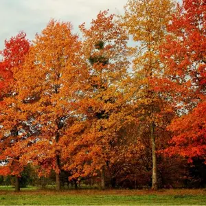 1 Year Old Red Pin Oak Tree Live Plant in 4" Pot, Fast Growing Shades Tree, Well-Rooted Seedling, Dormant in Winter, 6-12 Inches in Tall