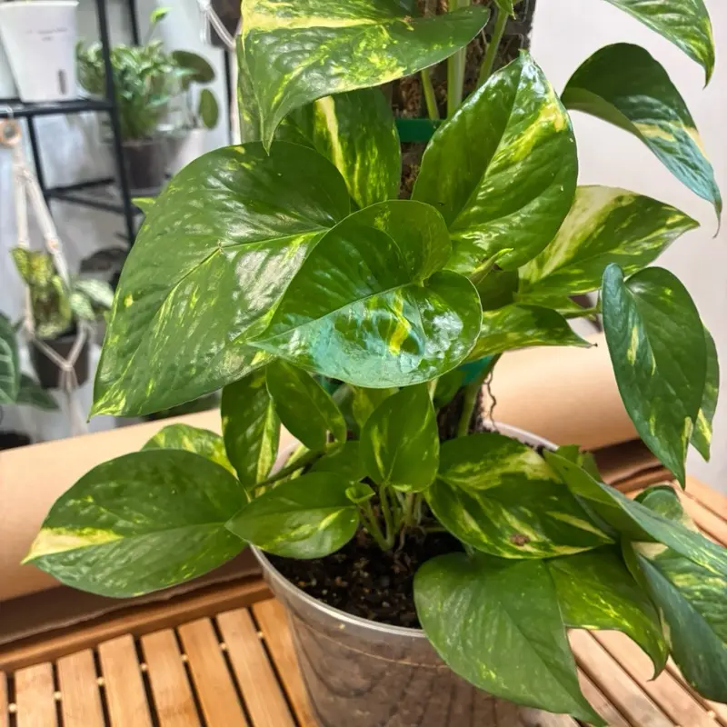 Hawaiian Pothos Live Indoor Plant, Low-Maintenance Trailing Houseplant for Home Decor