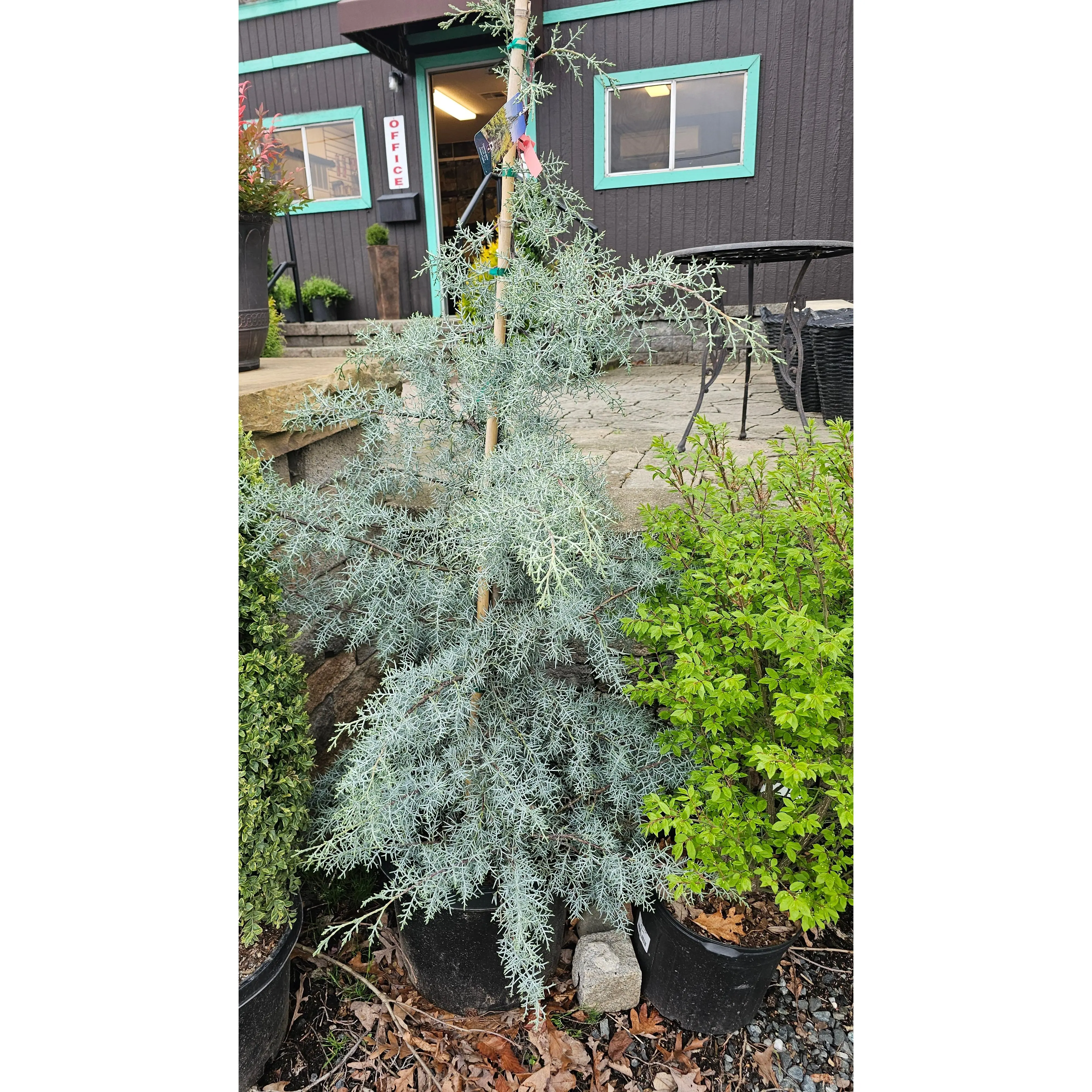 Cupressus glabra 'Blue Ice'  - Arizona Cypress