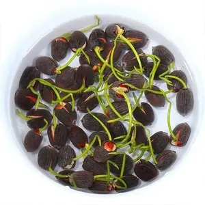 20 Rare Water Lilies, Lotus Seeds, Hydroponic Plants with Four Seasons Flowering, Indoor Water Nurturing Potted Plants, Outdoor Pond Soil Nurturing Water Lilies, Easy to Grow in Summer（PINK）