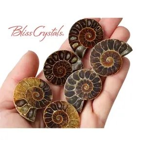 1 Pair MedLrg AMMONITE FOSSIL Matching Set (30-35mm) Nautilus Shell #MR06