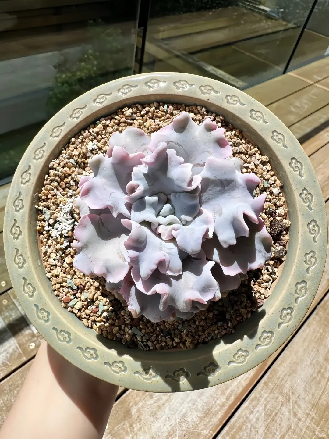 Echeveria ‘Crispate Beauty’ Live Succulent Plant｜Ruffled Colorful Succulent｜Bare Root｜Easy Care｜Beginner Friendly｜Home Decor All Natural Plant All Natural Plant