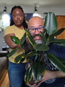 Ficus Elastica 'Burgundy'