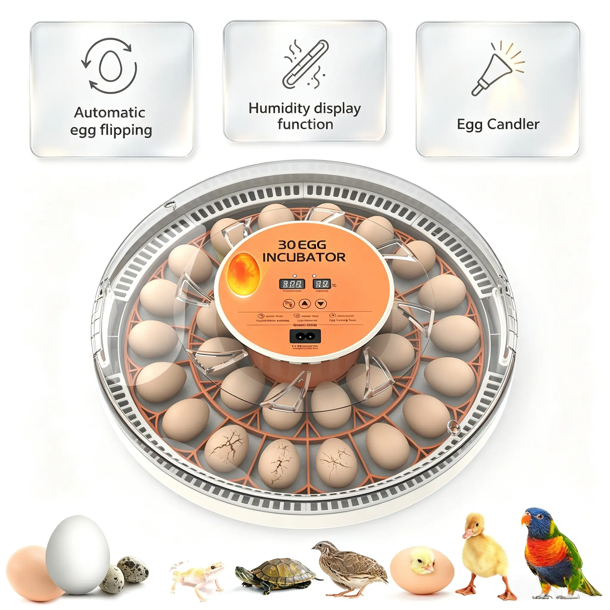 30 Egg Incubator with Automatic Turner, Digital Temperature and Humidity Display, and Built-in Egg Candler for Hatching Chickens, Quail, and Ducks