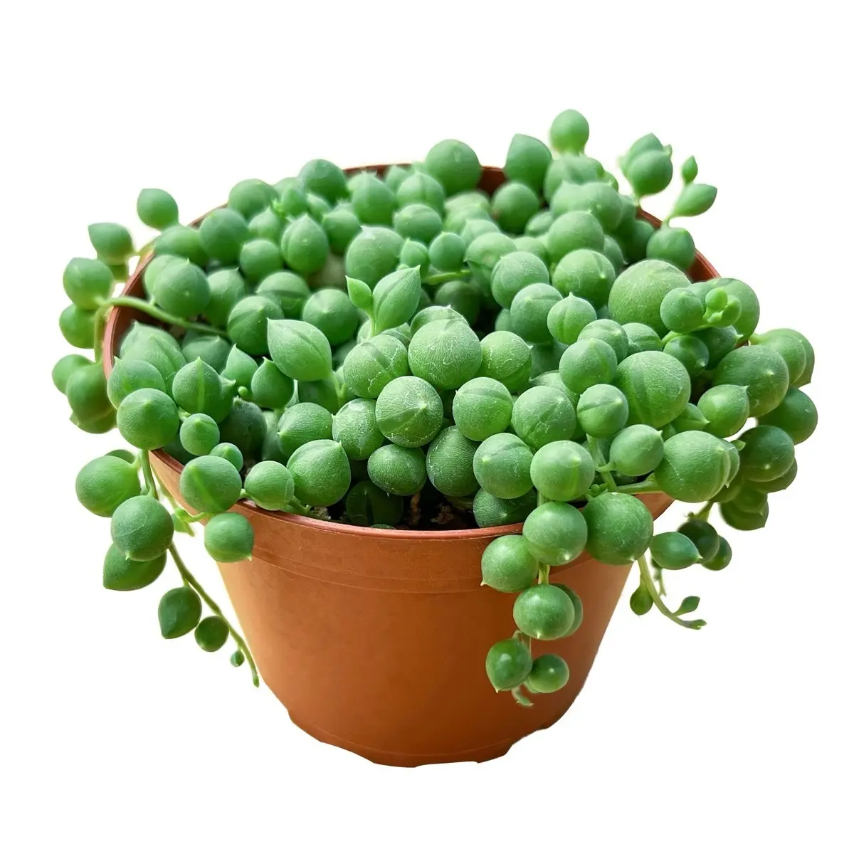 4” string of pearls bedroom sculptures 4” string of pearls bedroom sculptures
