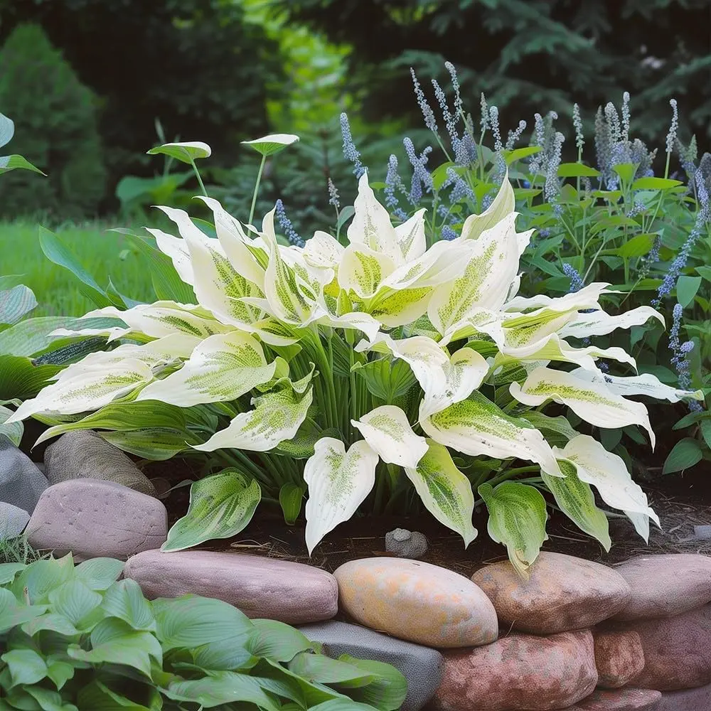 1000 Seeds White Feather Hosta Bare Roots – Perennial Cream & Green Foliage, Low-Maintenance Garden Plant