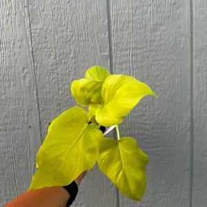 Philodendron Warscewiczii Aurea: Easy Care Indoor Plant for Beginners 4” pot