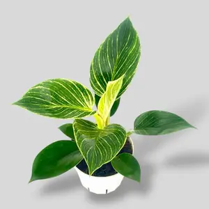 Philodendron Birkin, 4 Inch Pot, Live Plant
