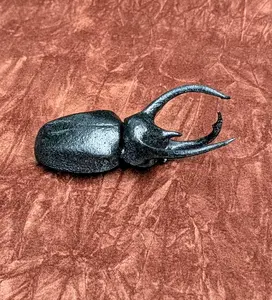 Realistic Rhinoceros beetle magnet 1:1 scale.