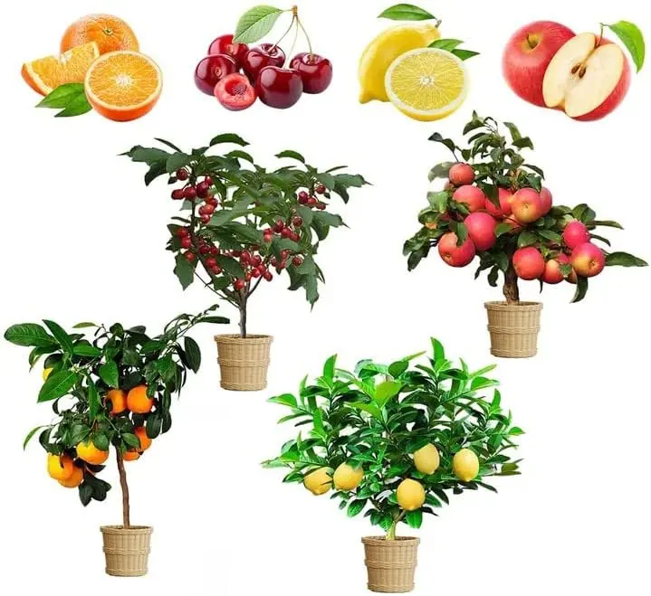 Mixed Dwarf Bonsai Fruit Tree Seed Kit – 50+ Lemon, Cherry, Orange, and Apple Seeds, 4 Varieties, Organic Heirloom, Perfect for Indoor & Outdoor Gardening