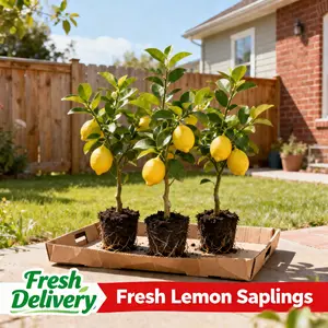 Grow Your Own Lemons! 40-50cm Live Lemon Tree Sapling | Easy to Grow Indoor/Outdoor