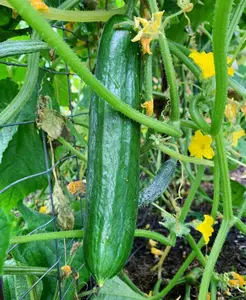 Beit Alpha Parthenocarpic Cucumber Seeds