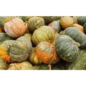 Squash Seeds - JAMAICAN  PUMPKIN, Winter