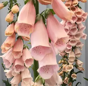 6000 Apricot Foxglove Seeds Digitalis Dalmatian Dwarf Beauty Faerie Queen Heirloom Shrub Pure Seed Fresh Rare