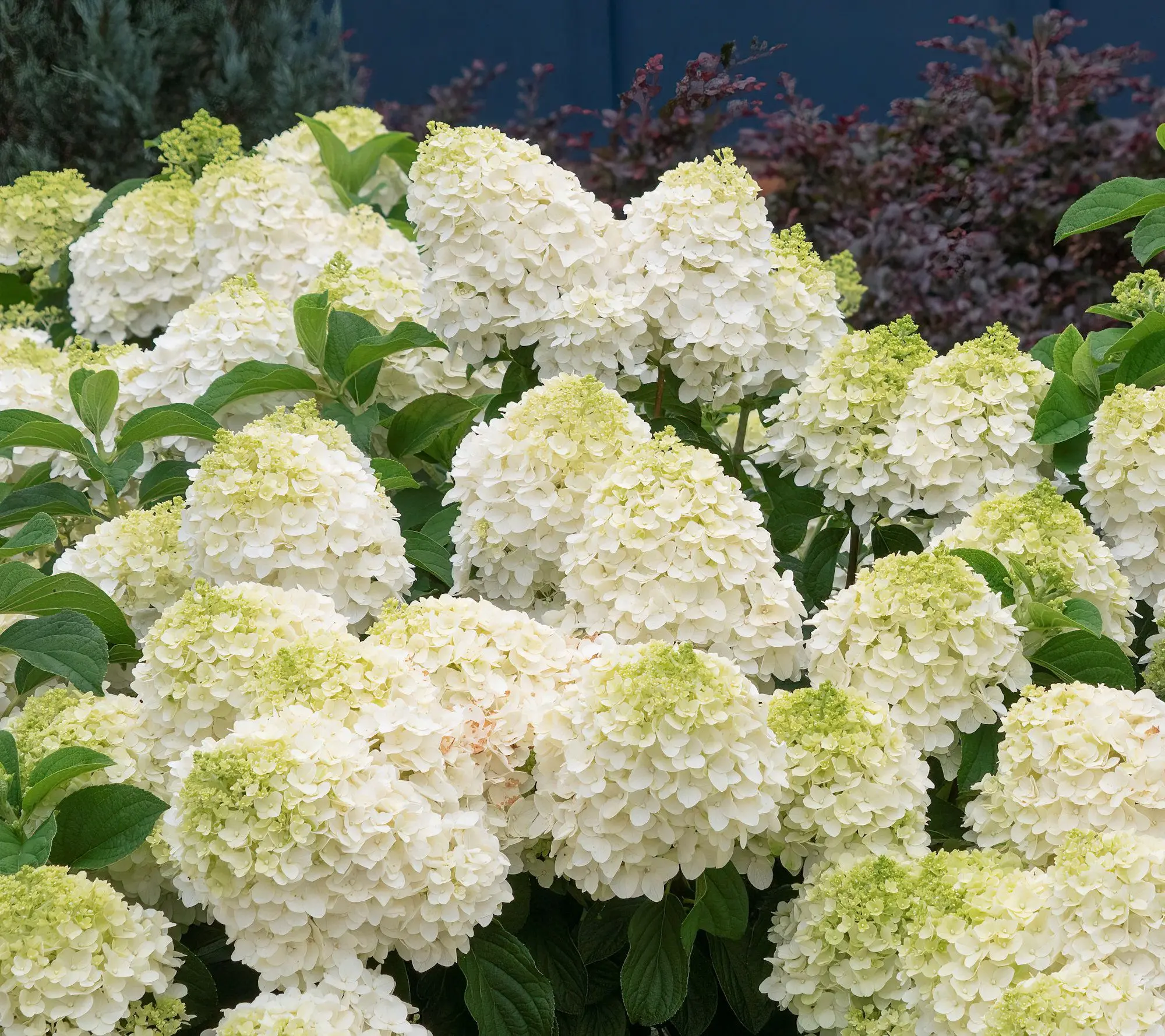Cottage Farms Dwarf Panicle Hydrangea Cottage Farms Dwarf Panicle Hydrangea