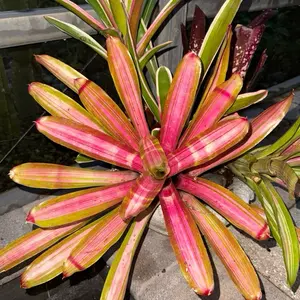 Bromeliads plant