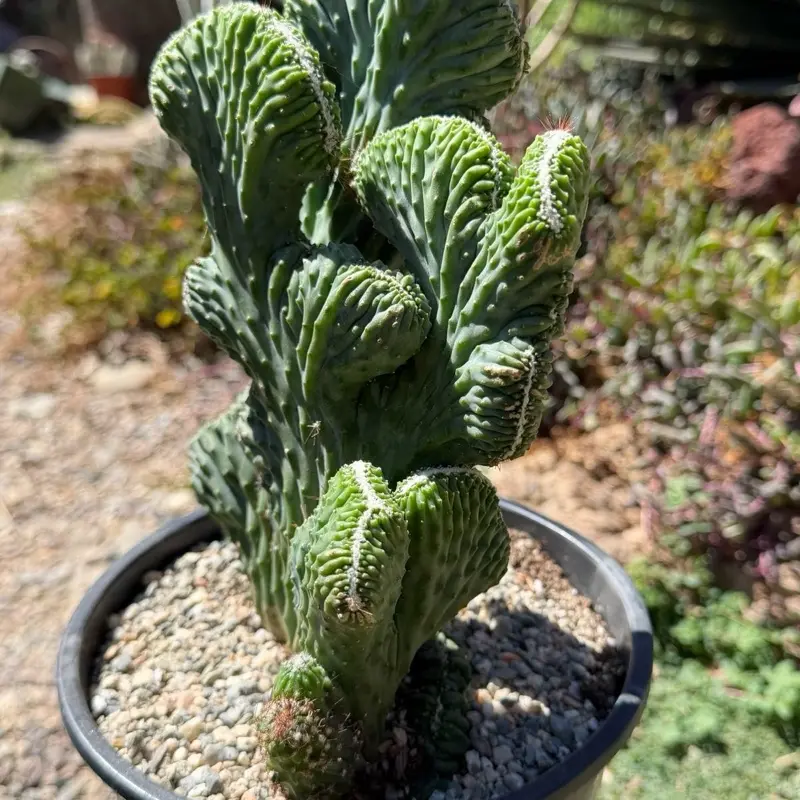 Cereus ‘Green Coral’ Crested Monstrose Cactus