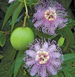 Passiflora Incarnata Tree Live Plant for Planting, 5 to 7 Inch Tall, Passion Flowers Live Plant, Purple Passionflower Plant
