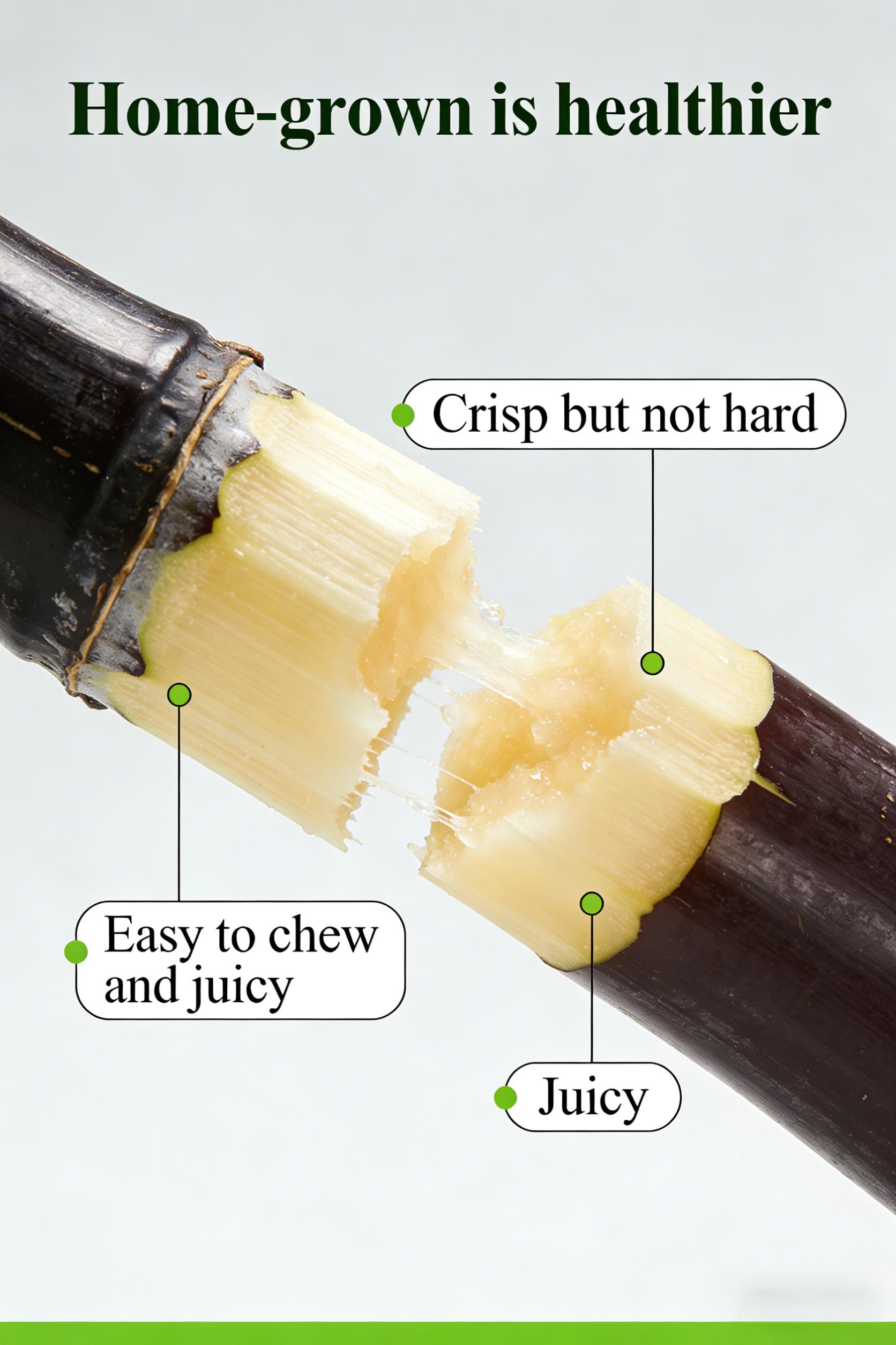 Tropical Sugarcane Seeds – Grow Your Own Sweet Grass at Home, Suitable for Outdoor Garden Beds and Large Pots, Easy Care for Beginners Tropical Sugarcane Seeds – Grow Your Own Sweet Grass at Home, Suitable for Outdoor Garden Beds and Large Pots, Easy Care for Beginners