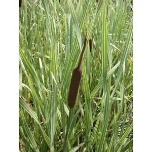 Typha latifolia 'Variegated Cattail' (Bare Root)