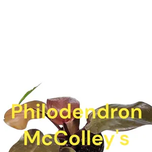Philodendron McColley's Finale four inch pot photo b4 shipping