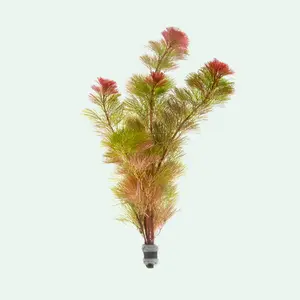 Cabomba Piauhyensis Red