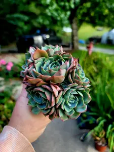 Echeveria Pumila x Glauca cluster in 4 inch pot live succulent plant