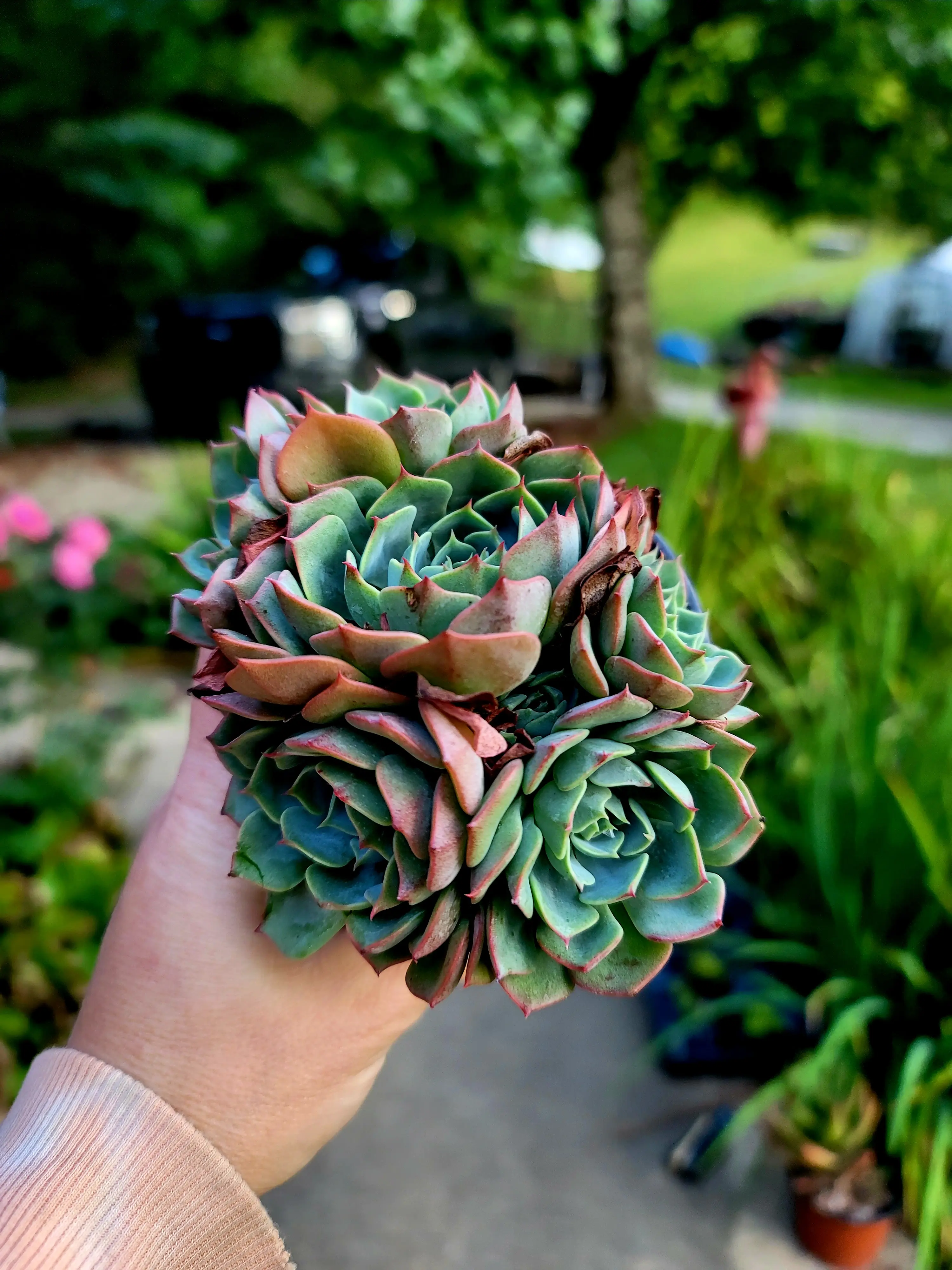 Echeveria Pumila x Glauca cluster in 4 inch pot live succulent plant
