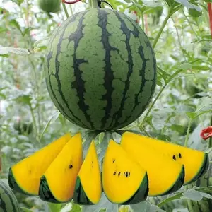 100PCS Yellow Crimson Watermelon Seeds High Yield Heirloom Melon Seeds Easy To Grow for Gardening All Seasons Vibrant Color Ideal for Beginners