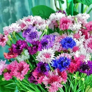 4000+Cornflower seeds bMixed rainbow color flower seeds, amazing home garden flowers non-GMO heirloom garden, attract pollinators, low maintenance flower seeds, elegant garden, perfect for rock gardens, pots and containers