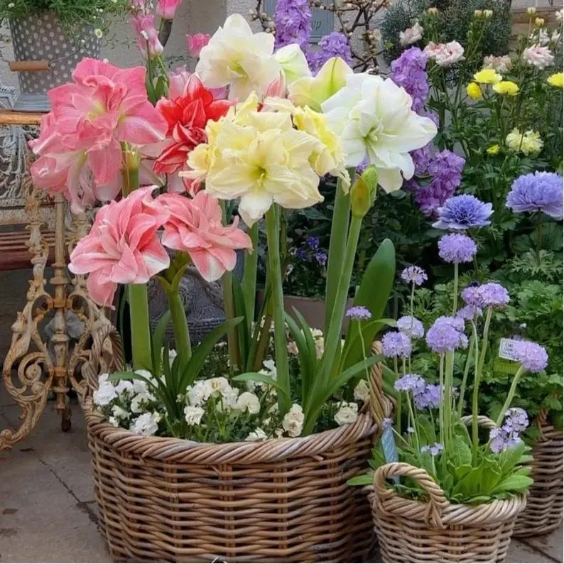 Luxury Ruffled Double Amaryllis Bulbs, Huge Blooms Decorative House Flower Bulbs For Garden Lovers