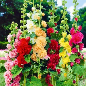 200 Mix Hollyhock Seeds for Planting (Alcea Rosea) Multicolored Double Hollyhock