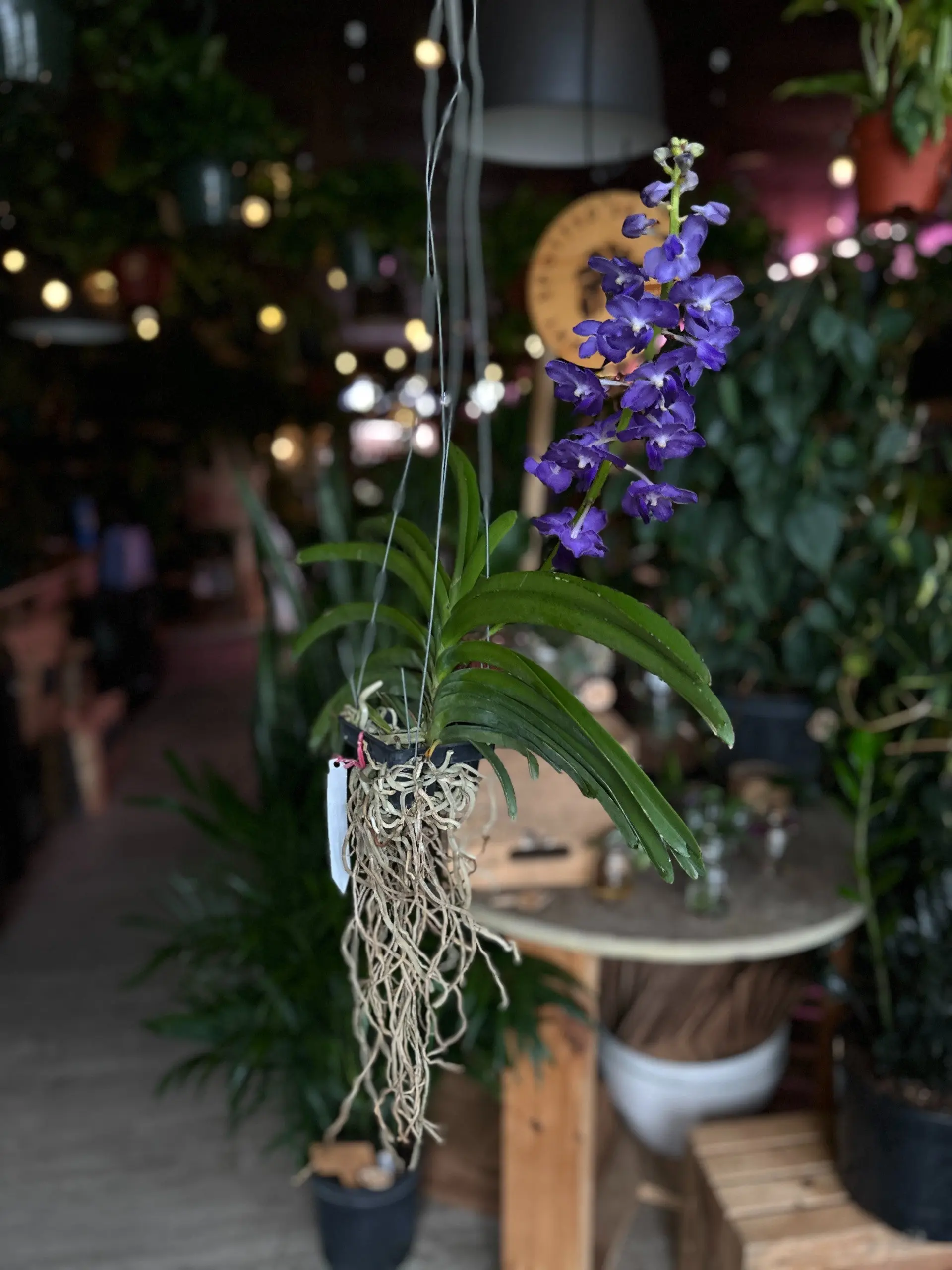 Vanda Orchid 4"