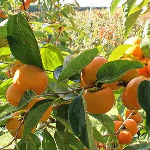 Giant Grafted Fuyu Persimmon Fruit Tree Bare-root