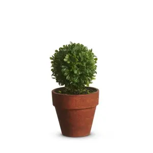 4.5 inch Potted Mini Boxwood Topiary