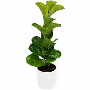 Xl Ficus Fiddle Leaf Fig 6" Pot House Plant Easy to Care for Watering Once a Week Thrives in Bright Indirect Light Perfect for Home Decor - Houseplants