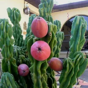 Monstrose Peruvian Apple Cactus Seeds (Cereus peruvianus monstrosus) Twisted columnar cactus with edible fruit; sculptural form perfect for collectors and xeric gardens