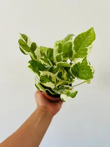 Pothos Pearls & Jade - Epipremnum Aureum 'Pearls & Jade' - 4" Pot