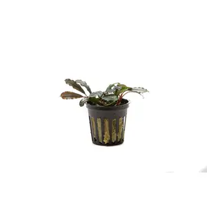 Bucephalandra Kedagang Round