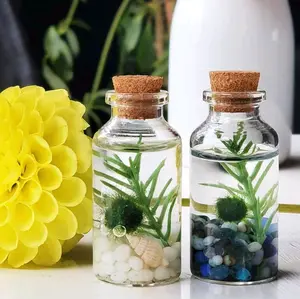 Small Alchemist Terrarium starter kit with Baby Marimo Moss Ball  Decor