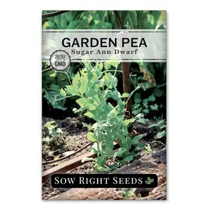Sugar Ann Dwarf Pea